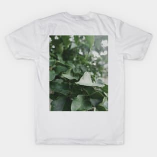 green leaves, dark green leaf, plant, nature T-Shirt